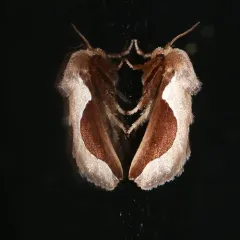 Skiff Moth thumbnail 2