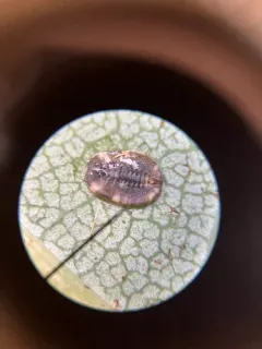 Aleurochiton forbesii thumbnail 3