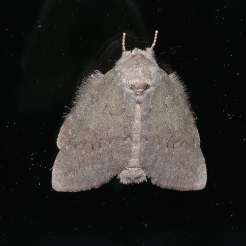 Drab Prominent