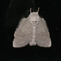Drab Prominent thumbnail 1