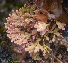 Enigmatic coral seaweed thumbnail 2