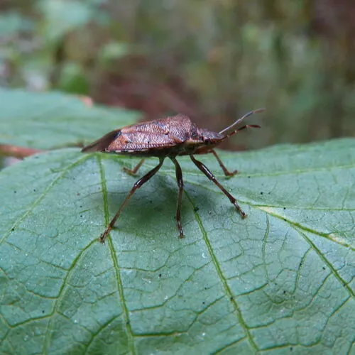 Podisus serieventris