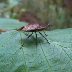 Podisus serieventris thumbnail 1