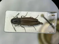 Stable Click Beetle thumbnail 2