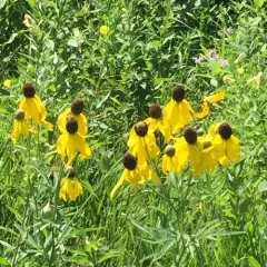 grey-headed coneflower thumbnail 4