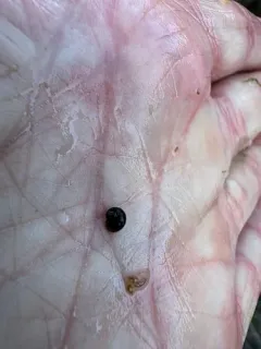Donner and Blitzen Pebblesnail thumbnail 1