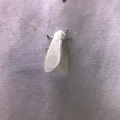 White Satin Moth thumbnail 3