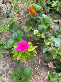 Madagascar Periwinkle thumbnail 2