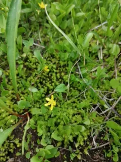 Gorman's Buttercup thumbnail 4