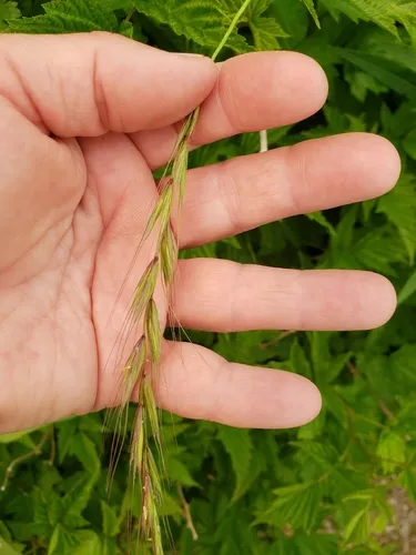 Boreal Wild Rye