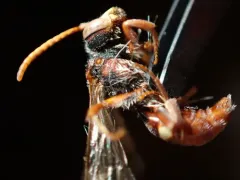 Cuneate Nomad Bee thumbnail 4