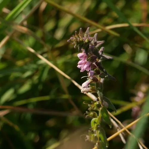 Red Odontites