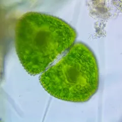 Cosmarium ovale thumbnail 3
