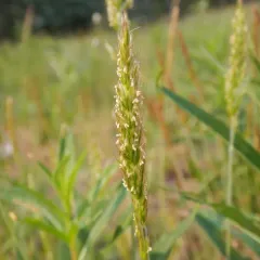 Northwestern Wildrye thumbnail 2
