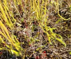 appressed bog clubmoss thumbnail 2