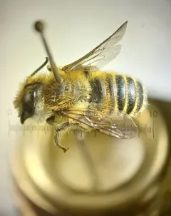 Megachile brevis thumbnail 2