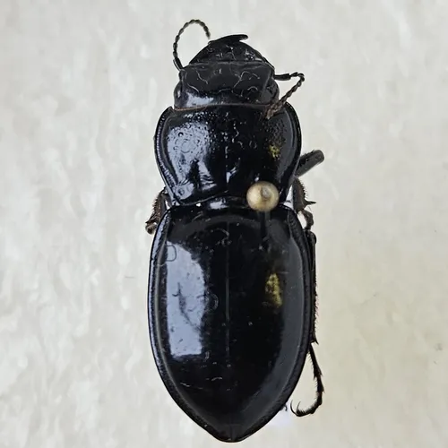 Blue-bordered Pedunculate Ground Beetle