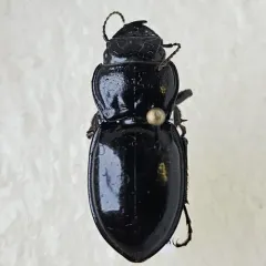 Blue-bordered Pedunculate Ground Beetle thumbnail 1