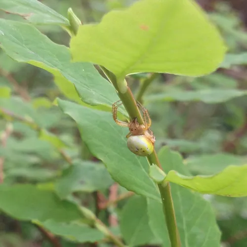 Six-spotted Orbweaver