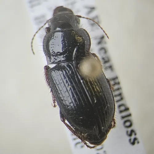 Piosoma setosum