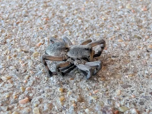 Carolina Wolf Spider