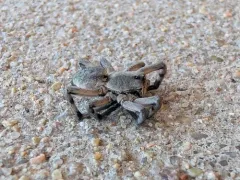 Carolina Wolf Spider thumbnail 1
