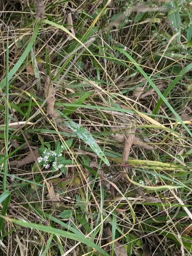 Podosphaera plantaginis