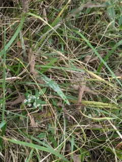 Podosphaera plantaginis thumbnail 1