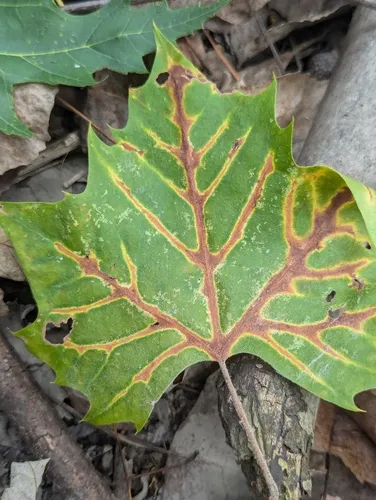 sycamore anthracnose