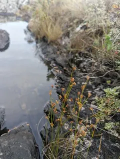 Northern Green Rush thumbnail 1