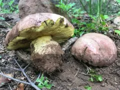 Spring Butter Bolete thumbnail 2