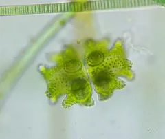 Euastrum verrucosum thumbnail 2