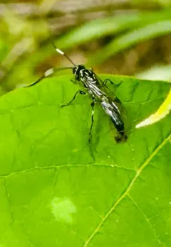 Coelichneumon pulcher thumbnail 3