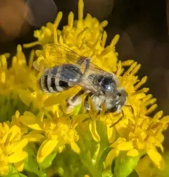 Canadian Mining Bee thumbnail 3