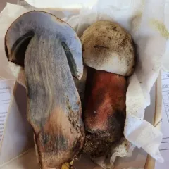 western bitter bolete thumbnail 4