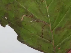 Bucculatrix locuples thumbnail 4