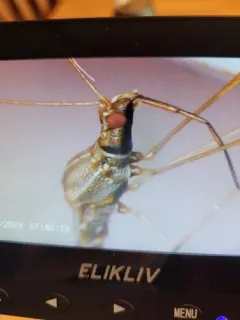 Spined Stilt Bug thumbnail 3