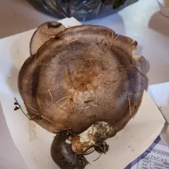 Kauffman's Milk Cap thumbnail 4