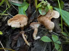 Lactarius cuspidoaurantiacus thumbnail 3
