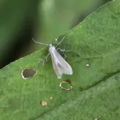 Schreckensteinia erythriella thumbnail 4