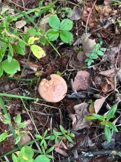 Lactarius affinis thumbnail 4