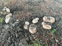 Tricholoma populinum thumbnail 4