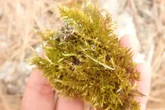 Bright Copper Homalothecium Moss thumbnail 4