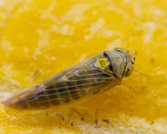 Colladonus geminatus thumbnail 4