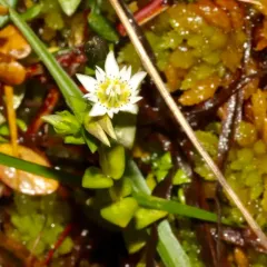 Swamp Gentian thumbnail 4