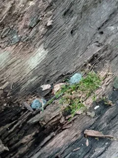 Phycomyces blakesleeanus thumbnail 3