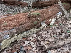 Laetiporus dilatohyphus thumbnail 1