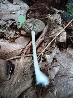 Entoloma lucidum thumbnail 2