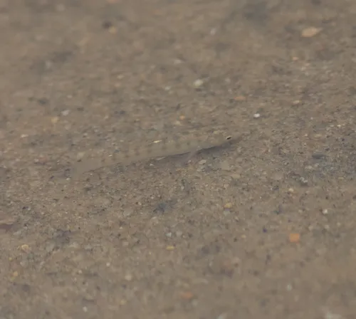 Striped Killifish