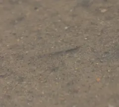 Striped Killifish thumbnail 1